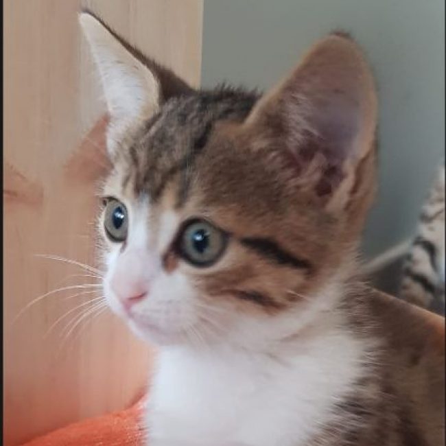 Barnabé - Chat Européen à adopter