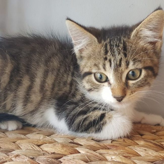 Balzac - Chat Européen à adopter