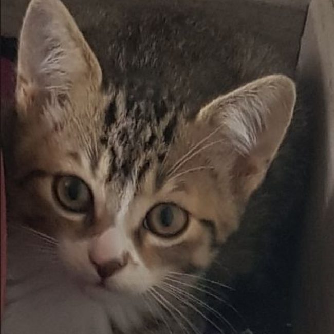 Brownie - Chat Européen à adopter