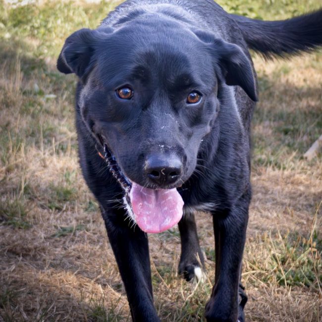 Ava - Chien Labrador-Retriever à adopter