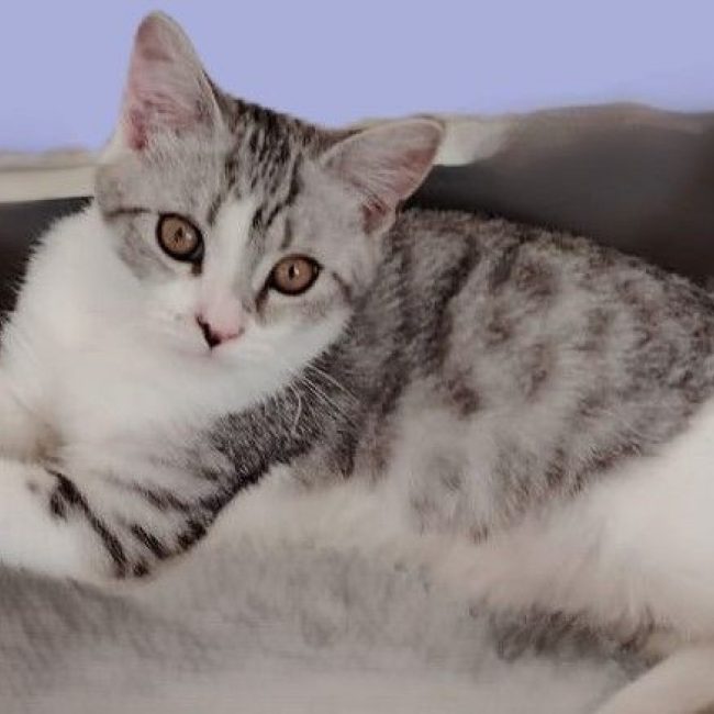 SIMBA - Chat Européen à adopter