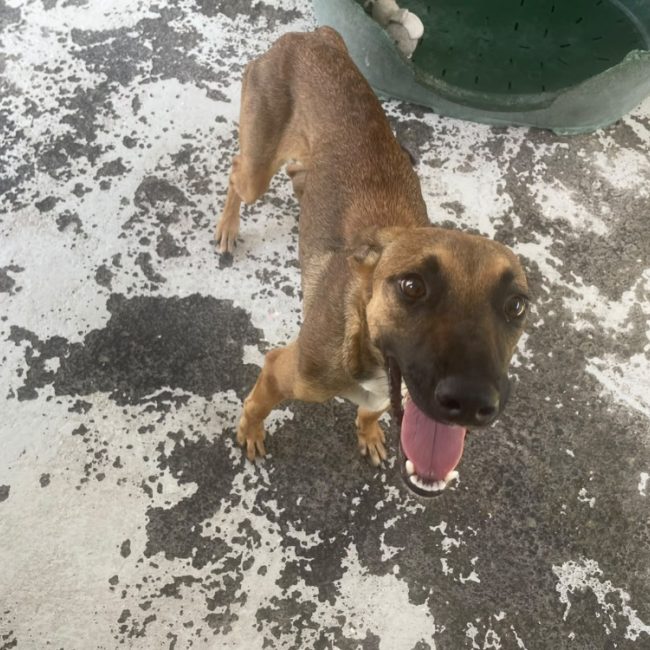 Woopy - Chien à adopter