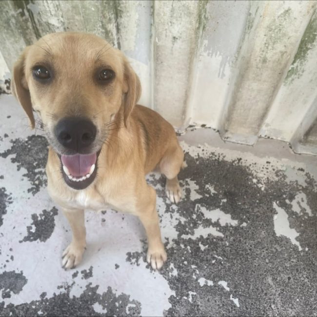 Winny - Chien à adopter