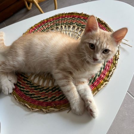 Phenix - Chat à adopter