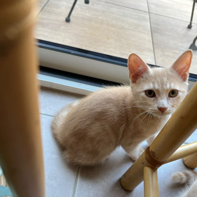 Feu - Chat à adopter