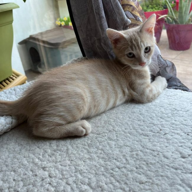 Sanmele - Chat à adopter