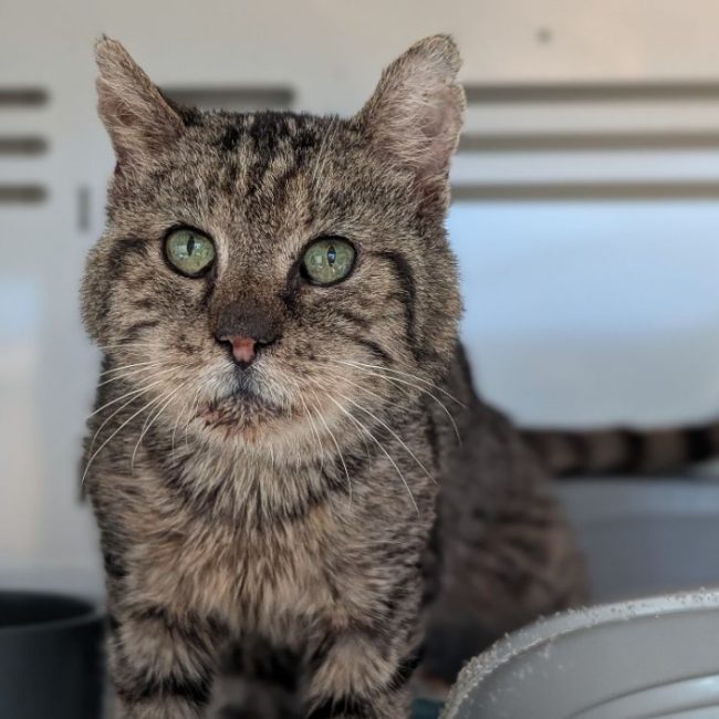 Coquelicot - Chat Européen à adopter