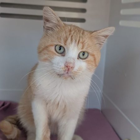 Bleuet - Chat Européen à adopter