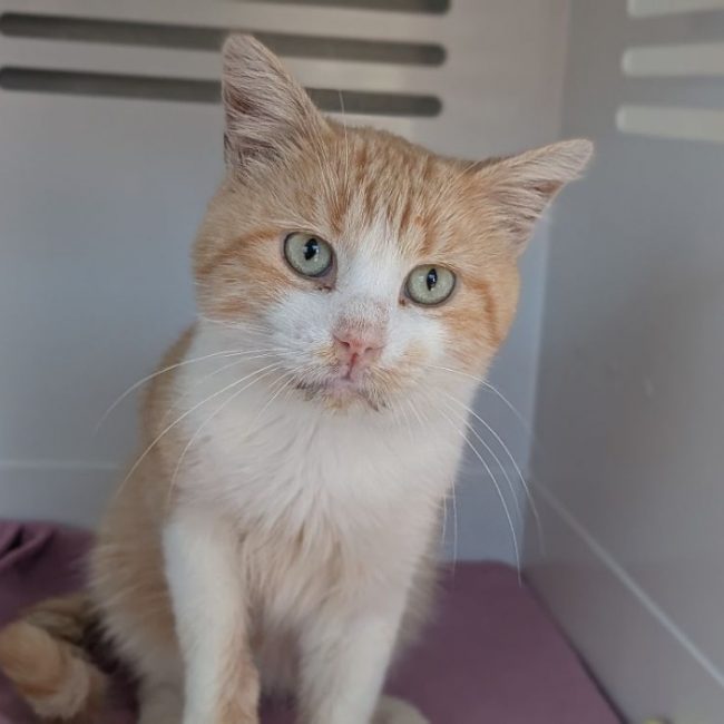 Bleuet - Chat Européen à adopter