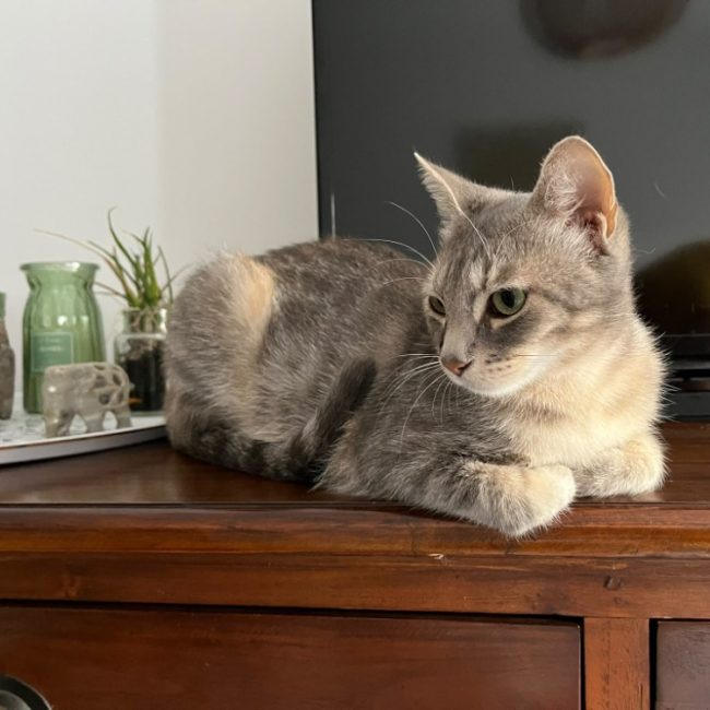Azkaban - Chat à adopter
