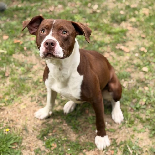 Sylvo - Chien à adopter