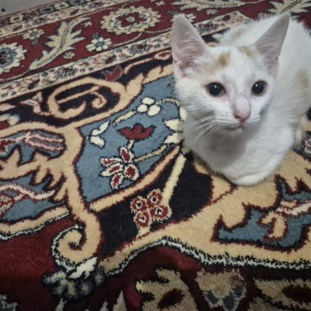 Morgan - Chat Européen à adopter