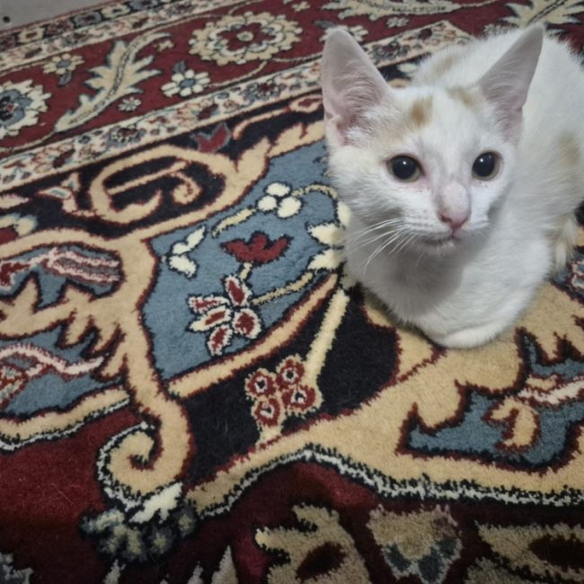 Morgan - Chat Européen à adopter