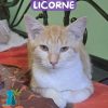 LICORNE