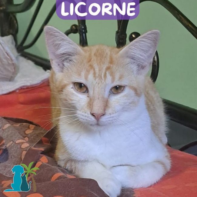 LICORNE