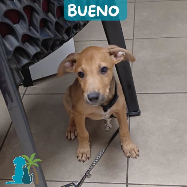 BUENO - Chien Croisé à adopter