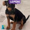 LEMON