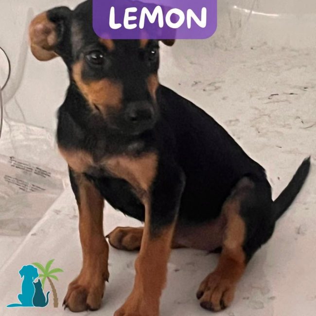 LEMON