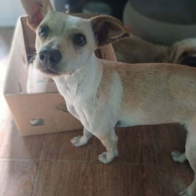 Flora - Chien à adopter