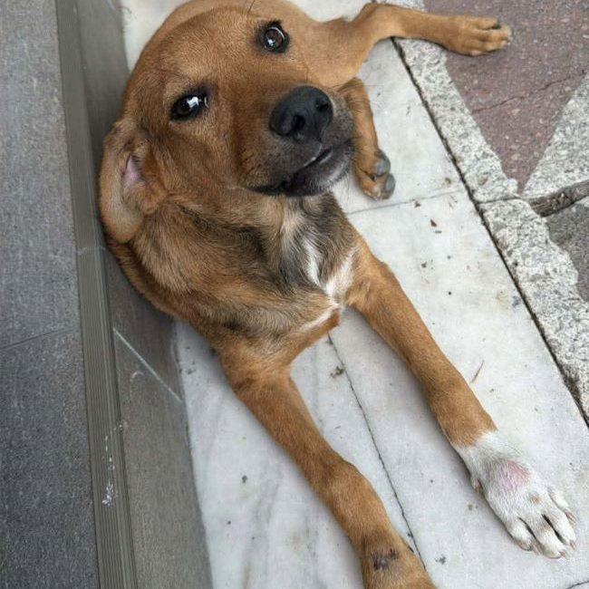 Blomma - Chien à adopter