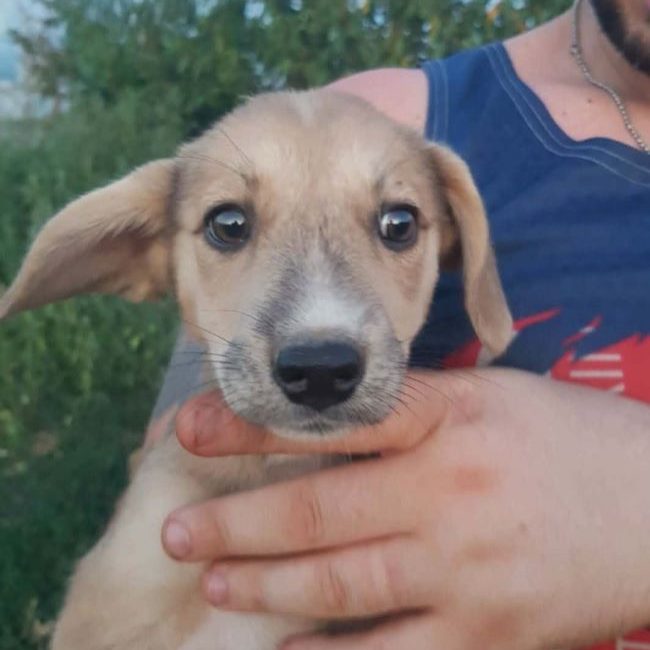 Valy - Chien à adopter