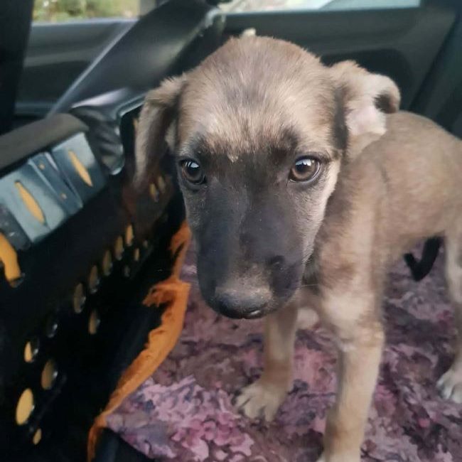 Vania - Chien à adopter