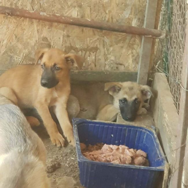 Vegas - Chien à adopter