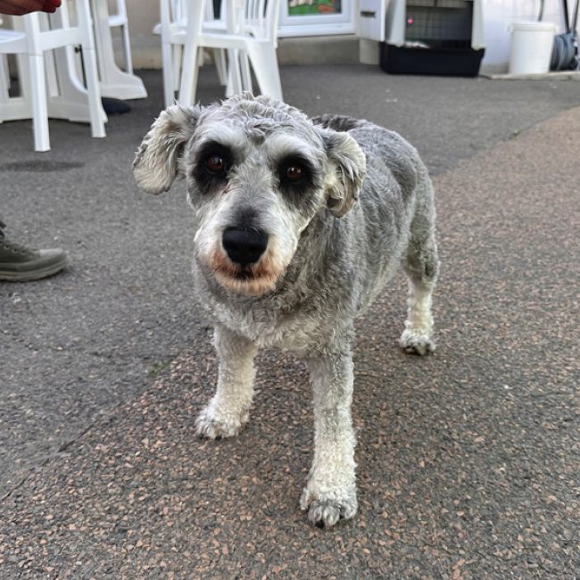 Ulya - Chien Schnauzer Nain à adopter