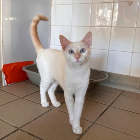Binta - Chat Européen à adopter