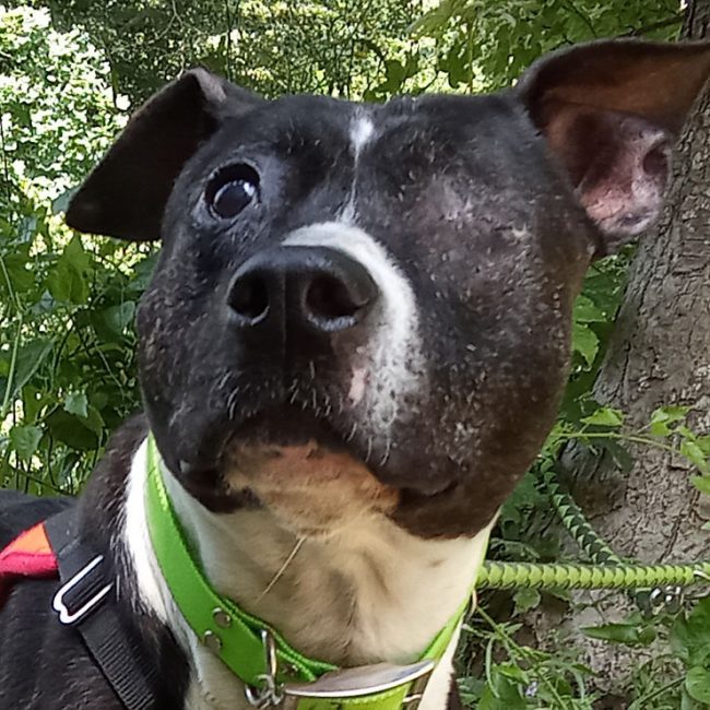 Muse - Chien à adopter