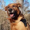 Tyson