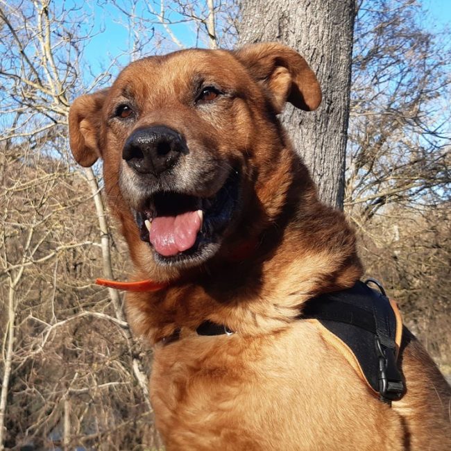 Tyson - Chien à adopter