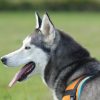 Laika