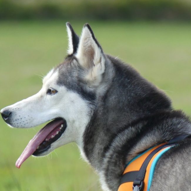 Laika