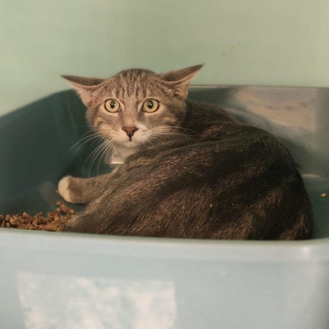 Ficelle - Chat Européen à adopter