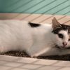 Lilou
