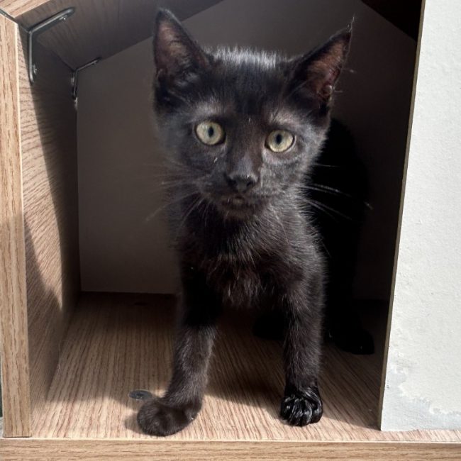 Guppy - Chat Européen à adopter