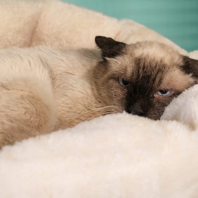 Myster - Chat Siamois à adopter