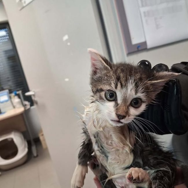 Michel - Chat Européen à adopter