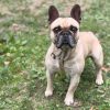 Pumba
