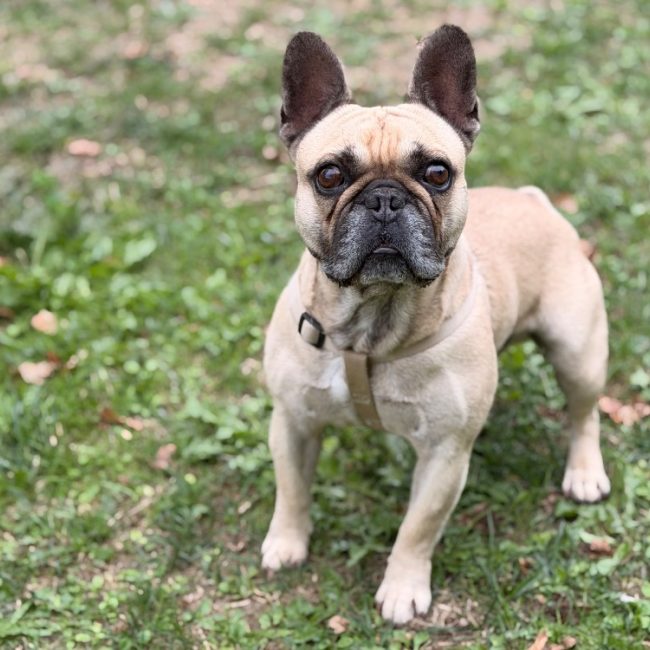 Pumba