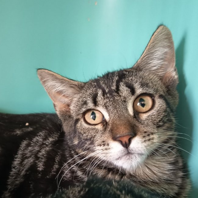 Nobu - Chat Européen à adopter