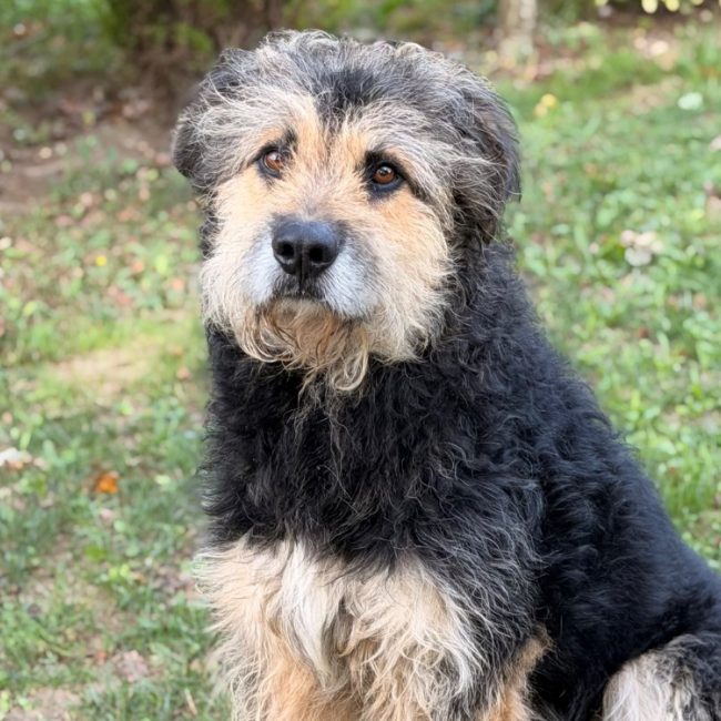 Max - Chien à adopter