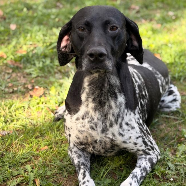 Tess