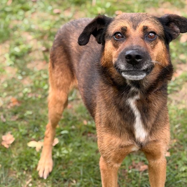 Arko - Chien à adopter
