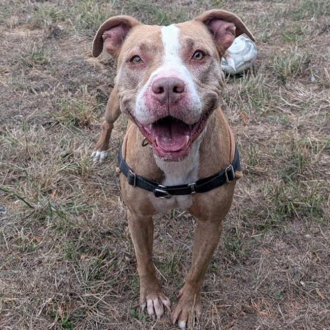 Tina - Chien Bouledogue Américain à adopter