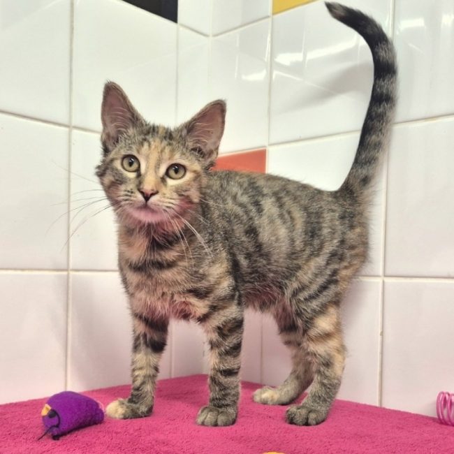 Hannah - Chat Européen à adopter