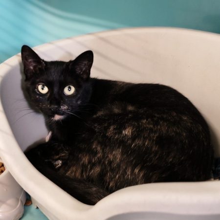Xena - Chat Européen à adopter