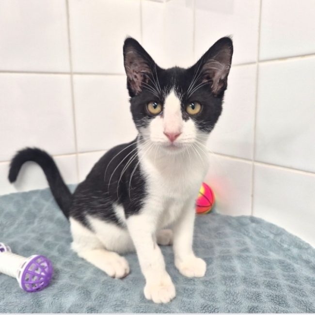 Andy - Chat Européen à adopter