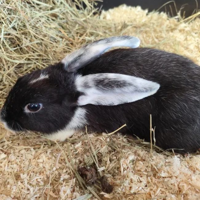 Flop - Rongeur Lapin à adopter